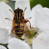 Helophilus pendulus